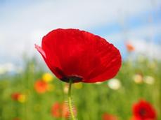 klatschmohn-1117450_640.jpg